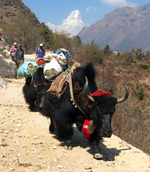 Yaks und Nepalesen auf dem Weg zum ewigsten Basislager — Stockfoto