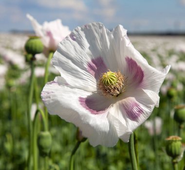 çiçekli haşhaş alan