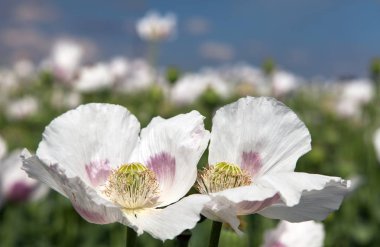 çiçekli haşhaş alan