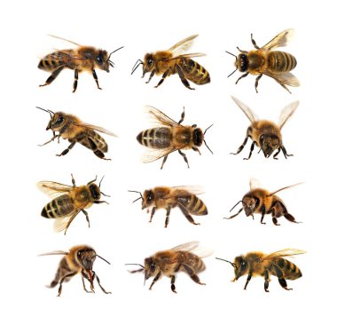 group of bee or honeybee, Apis Mellifera clipart