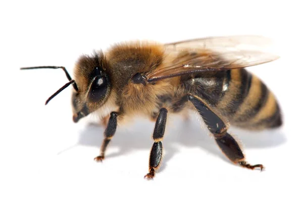 Detalhe da abelha ou abelha, Apis Mellifera — Fotografia de Stock