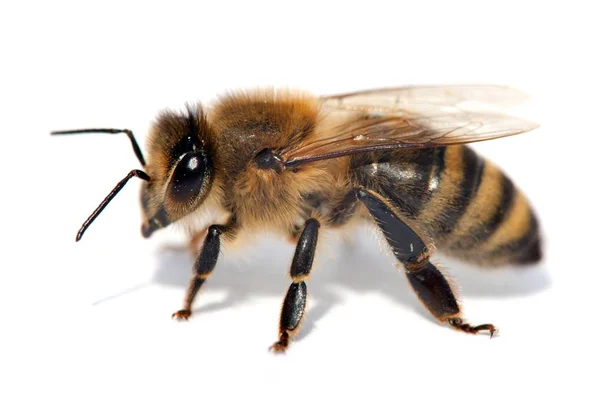 Detalle de abeja o abeja, Apis Mellifera — Foto de Stock