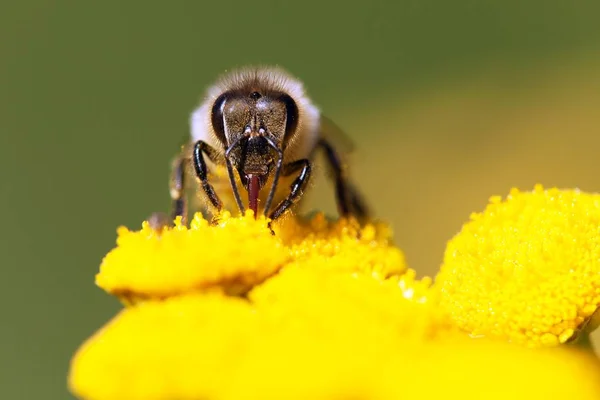 Včela nebo včela v Latinské Apis Mellifera — Stock fotografie