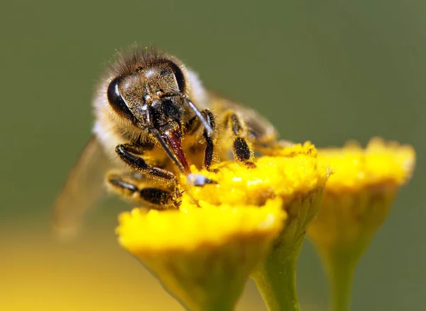 Biene oder Honigbiene auf lateinisch Apis mellifera — Stockfoto