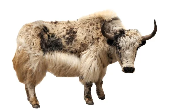 Biały i brązowy yak (Bos grunniens lub Bos mutus) — Zdjęcie stockowe