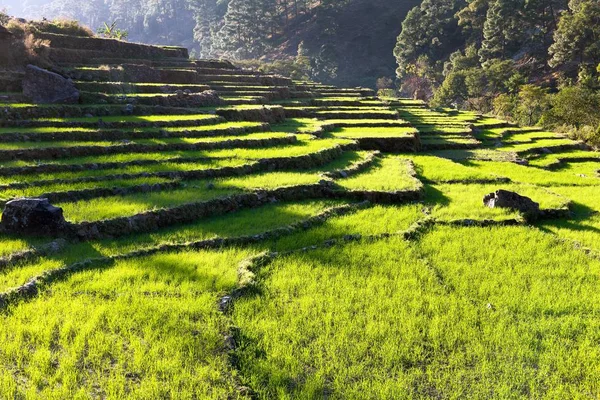 Terasových rýžových polí, zelená rýžová pole nebo rýžového pole — Stock fotografie