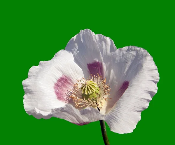 Papaver of Blauwmaanzaad in Latijnse papaver somniferum — Stockfoto