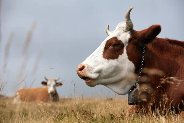 Krowa, bos primigenius taurus — Zdjęcie stockowe