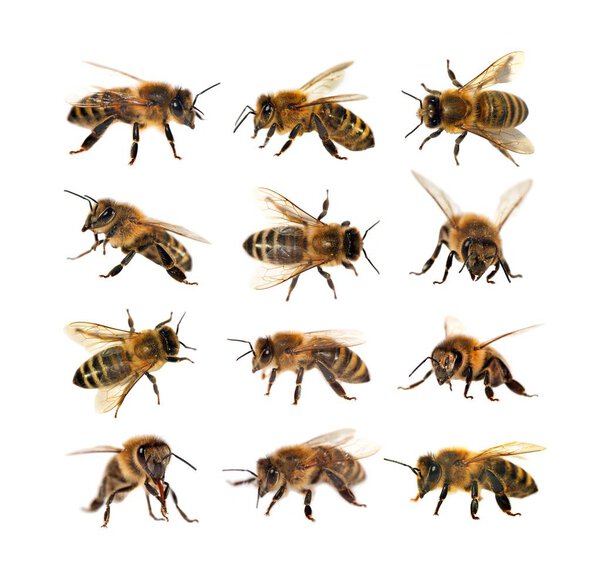 group of bee or honeybee, Apis Mellifera