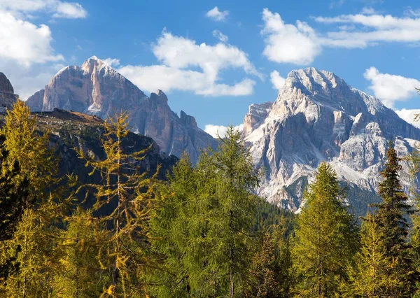 Деревини у модрини та ле Gruppe гори Тофане, Dolomiti, Італія Стокове Фото