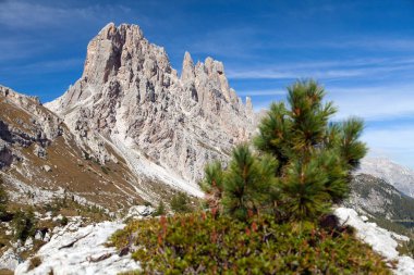 Küçük çam ağacı ve Cima Ambrizola ve Clroda da Lago
