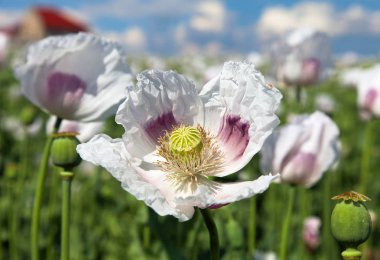 çiçekli haşhaş alan