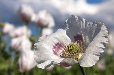 çiçekli haşhaş alan