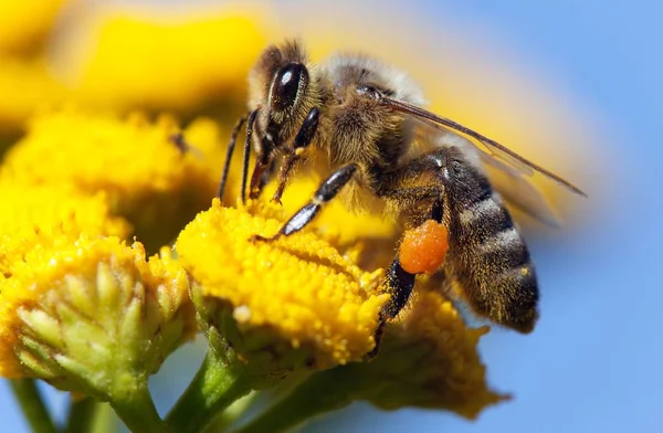 Пчела или пчела на латинском языке Apis Mellifera — стоковое фото