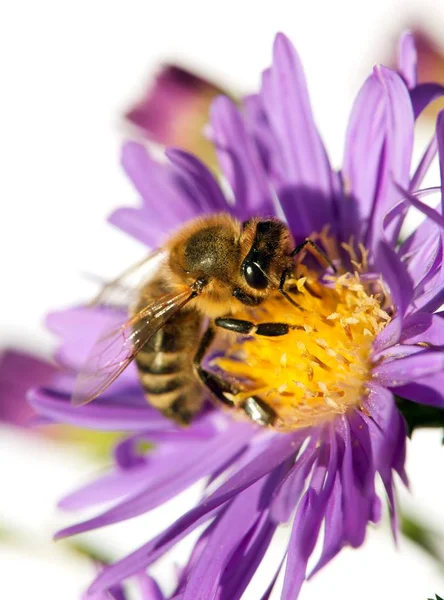 Honey bee on violet flower isolated on white background — Stock Photo, Image