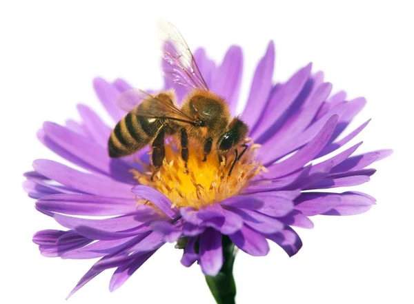 Honigbiene auf violetten Blume isoliert auf weißem Hintergrund — Stockfoto