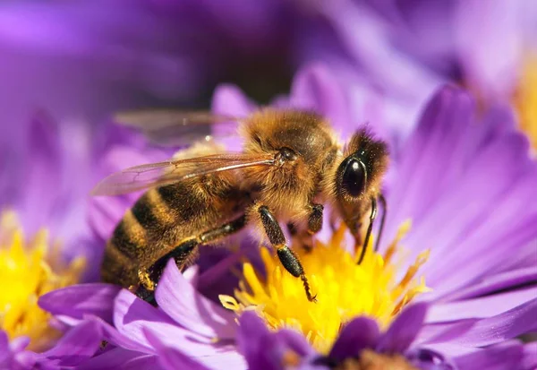 Miel de abeja sentado en el violetflower — Foto de Stock