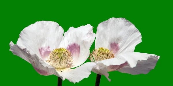 Papavero o papavero da oppio in latino papaver somniferum — Foto Stock