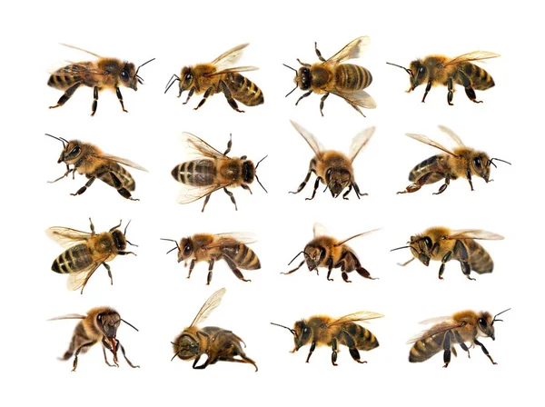 Grupp av bee eller honungsbiet, Apis Mellifera — Stockfoto