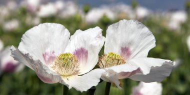 çiçekli haşhaş alan