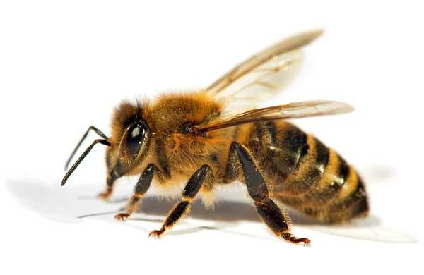 Détail de l'abeille ou abeille domestique, Apis Mellifera — Photo