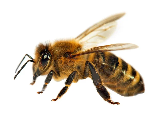 Detail včely nebo včely, Apis Mellifera — Stock fotografie