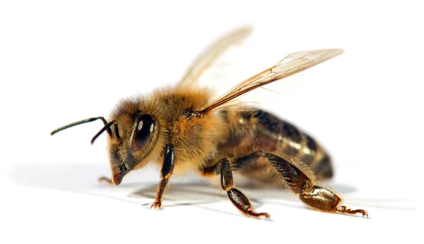Detail van de bij of honingbij, Apis Mellifera — Stockfoto