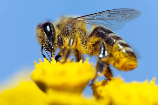 Abeja o abeja en latín Apis Mellifera —  Fotos de Stock