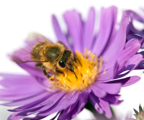 Honigbiene auf violetten Blume isoliert auf weißem Hintergrund — Stockfoto