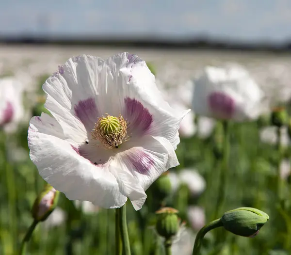 Campo de amapola de floración — Foto de Stock