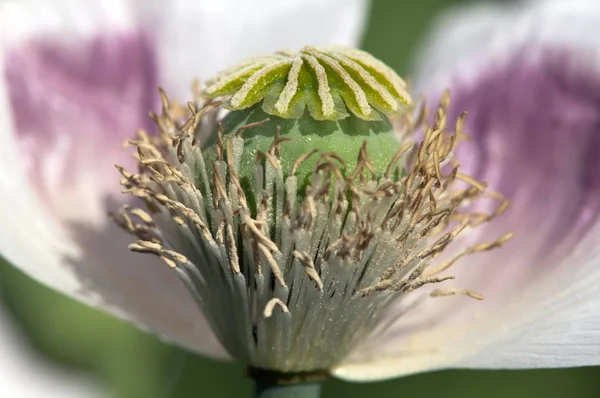 Detalle de la amapola floreciente —  Fotos de Stock