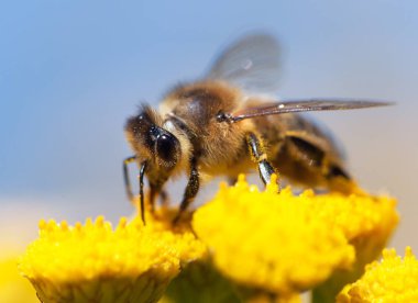 Latin Apis Mellifera 'da arı ya da bal arısı