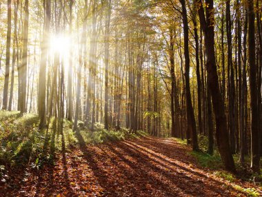 Güneş ışını ile sonbahar parke orman üzerinden görüntülemek