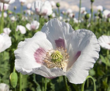 çiçekli haşhaş alan