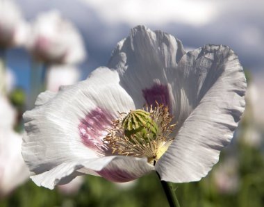 çiçekli haşhaş alan