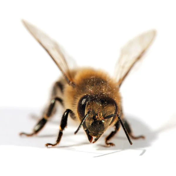 蜜蜂或蜜蜂的细节，Apis Mellifea — 图库照片