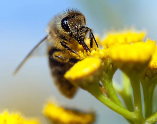 Včela nebo včela v Latinské Apis Mellifera — Stock fotografie