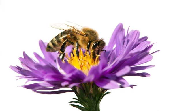 Honey bee on violet flower isolated on white background — Stock Photo, Image