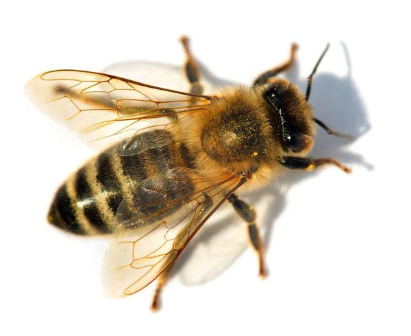 stock image detail of bee or honeybee , Apis Mellifera