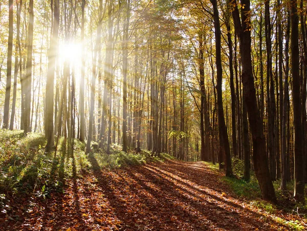 Vedere din pădurea de lemn tare de toamnă cu fascicul de soare — Fotografie, imagine de stoc