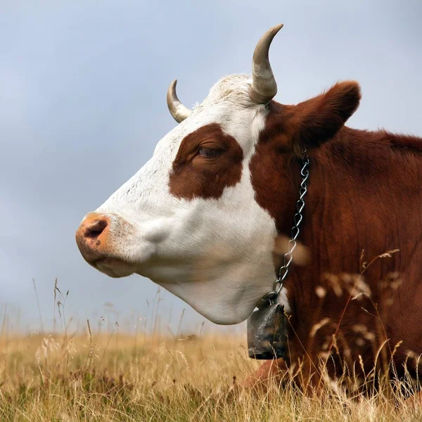Корова, бос примінь тавр — стокове фото