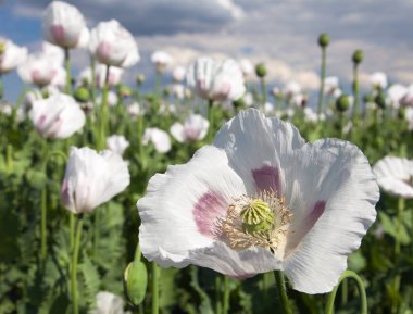 çiçekli haşhaş alan