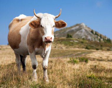 inek, bos primigenius Toros