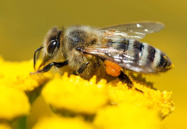 Бджола або медоносна бджола латинською Apis Mellifera — стокове фото