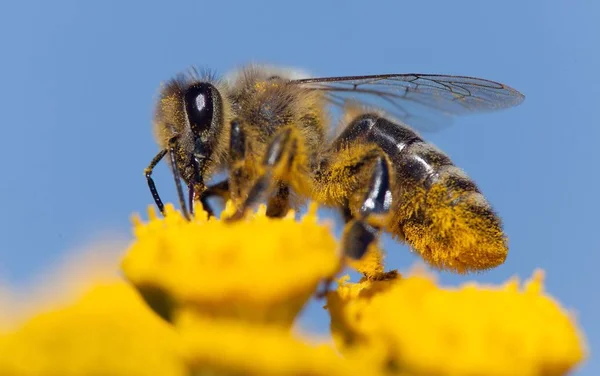 Abelha ou abelha em latim Apis Mellifera — Fotografia de Stock