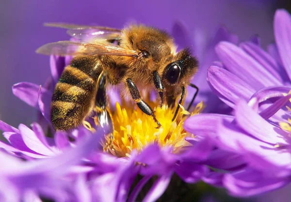 Honigbiene sitzt auf der Veilchenblüte — Stockfoto