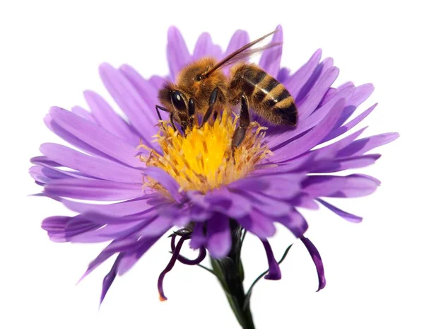 Honigbiene auf violetten Blume isoliert auf weißem Hintergrund — Stockfoto