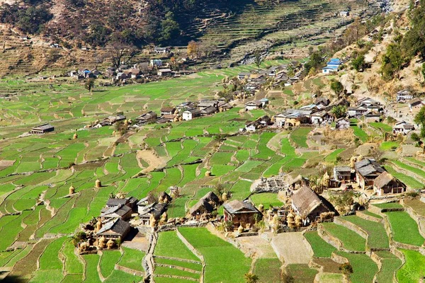 Desa Dogadi dengan sawah atau sawah — Stok Foto