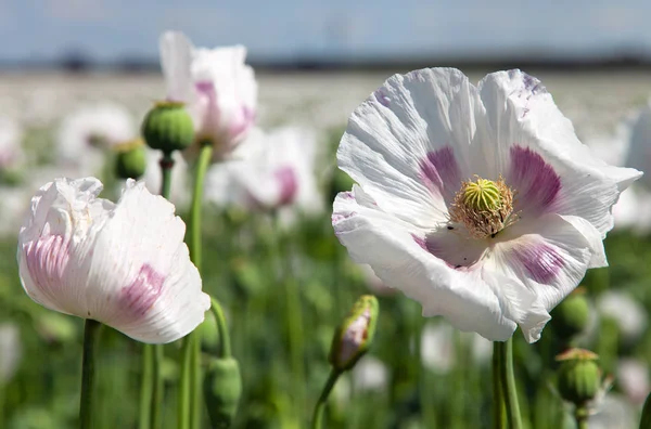 çiçekli haşhaş alan