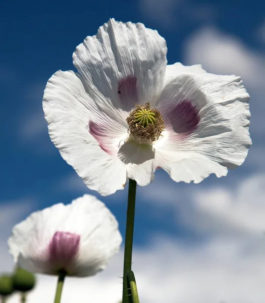 Poppy or opium poppy in Latin papaver somniferum — Stock Photo, Image